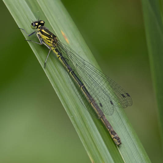 Coenagrion puella (Azure Damselfly) female-Album-2.jpg